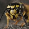 Angry Inwood Residents Claim 'Hipster' Bee Hives Attract Aggressive Yellow Jackets